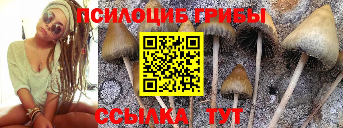 Псилоцибиновые грибы Psilocybe  Вход с VPN  Десногорск 